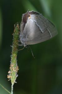 <i>Quercusia quercus</i>