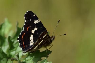 <i>Araschnia levana</i>