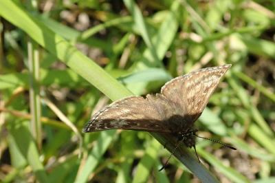<i>Erynnis tages</i>
