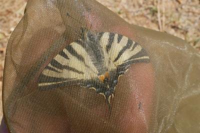 <i>Iphiclides podalirius</i>