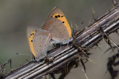 <i>Lycaena phlaeas</i>