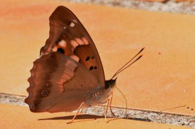 <i>Apatura ilia</i>
