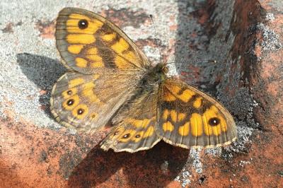 <i>Lasiommata megera</i>