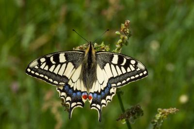 <i>Papilio machaon</i>