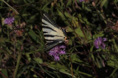<i>Iphiclides podalirius</i>
