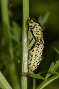 <i>Aporia crataegi</i>