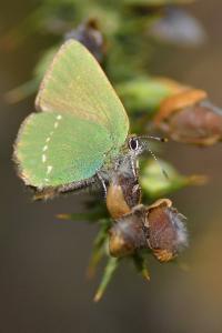 <i>Callophrys rubi</i>