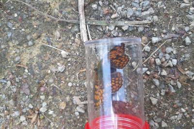 <i>Melitaea phoebe</i>