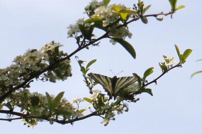 <i>Iphiclides podalirius</i>
