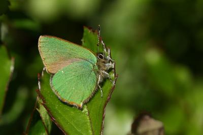 <i>Callophrys rubi</i>