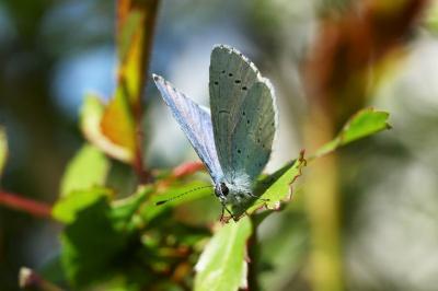 <i>Celastrina argiolus</i>
