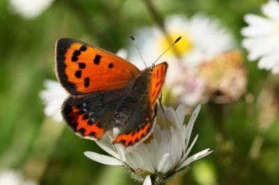 <i>Lycaena phlaeas</i>