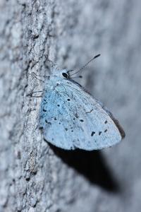 <i>Celastrina argiolus</i>