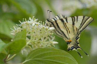 <i>Iphiclides podalirius</i>