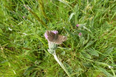 <i>Erynnis tages</i>