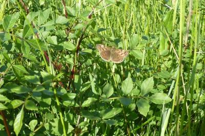 <i>Erynnis tages</i>