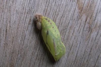 Maniola jurtina
