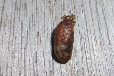 <i>Quercusia quercus</i>
