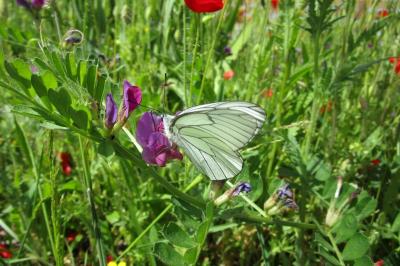 <i>Aporia crataegi</i>