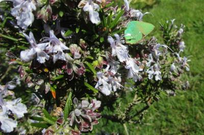<i>Callophrys rubi</i>