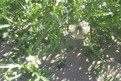 <i>Colias crocea</i>