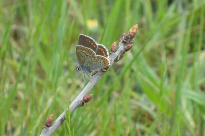 <i>Aricia agestis</i>