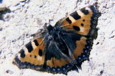 <i>Aglais urticae</i>