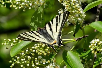 <i>Iphiclides podalirius</i>
