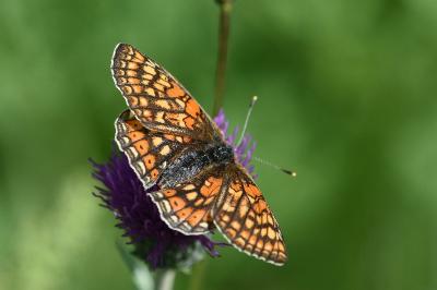 <i>Euphydryas aurinia</i>