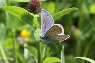 <i>Cyaniris semiargus</i>