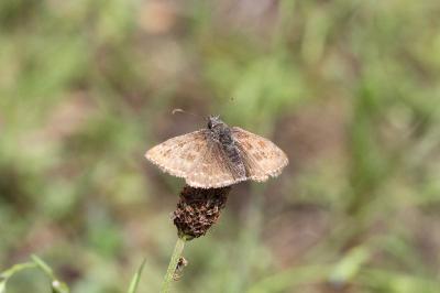 <i>Erynnis tages</i>