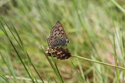 <i>Lycaena tityrus</i>