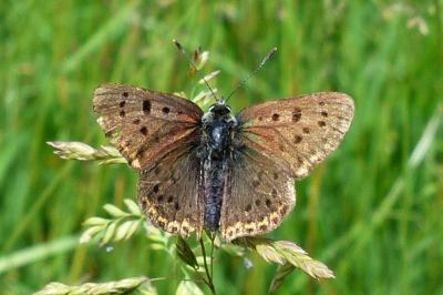 <i>Lycaena tityrus</i>