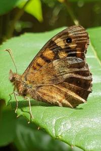 <i>Pararge aegeria</i>