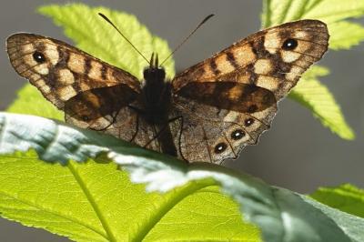 <i>Pararge aegeria</i>