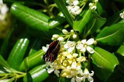 <i>Vanessa atalanta</i>