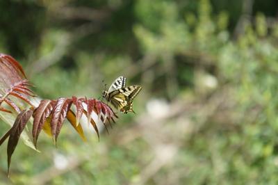<i>Papilio machaon</i>