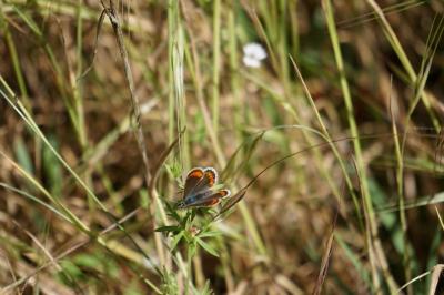 <i>Aricia agestis</i>