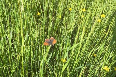 <i>Lycaena tityrus</i>
