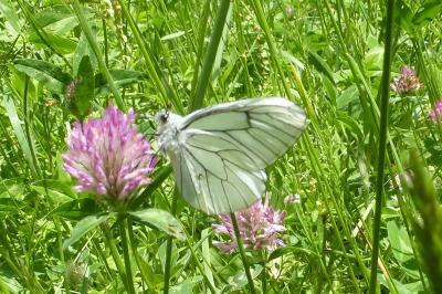 <i>Aporia crataegi</i>