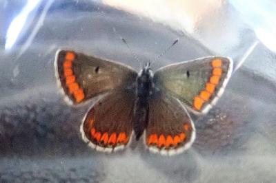 <i>Aricia agestis</i>