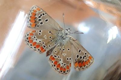 <i>Aricia agestis</i>