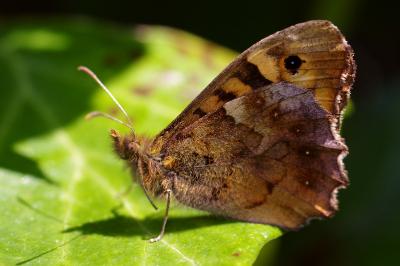 <i>Pararge aegeria</i>