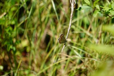 <i>Aricia agestis</i>
