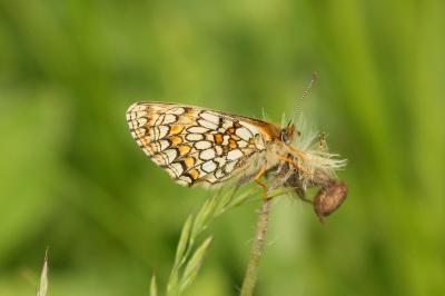 <i>Melitaea parthenoides</i>