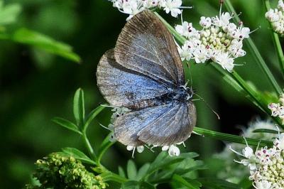 <i>Celastrina argiolus</i>