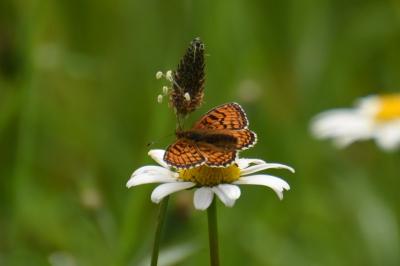 <i>Melitaea parthenoides</i>