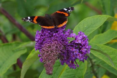 <i>Vanessa atalanta</i>