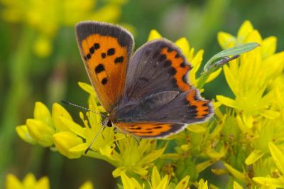 <i>Lycaena phlaeas</i>