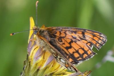 <i>Melitaea parthenoides</i>